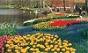 7 Nt Tulip Time