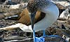 7 Nt Galapagos Islands - 5 Star All-Inclusive Luxury Cruise