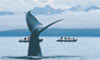 8 Nt Alaska's Whales & Wilderness