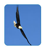 CruiseCheap.com Alaska Cruise and Land Tours.
