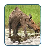 CruiseCheap.com Alaska FAQs.