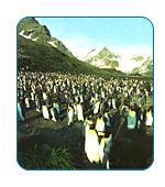 CruiseCheap.com cruises to Antarctica.