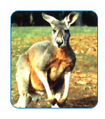 CruiseCheap.com cruises to Australia and New Zealand.