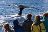 Alaska Cruises on Norwegian