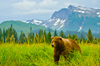 Alaska Cruises on Princess