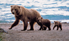 10 Nt Alaska Escorted Cruisetour