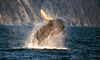 10 Nt Escorted Alaska Cruisetour