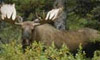 10 Nt Denali Express & Glacier Discovery