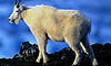 19 Nt Glacier Bay & Great Land Grand Tour
