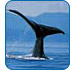 CruiseCheap.com's Alaska Shore Excursions.
