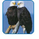 CruiseCheap.com's Alaska Shore Excursions.