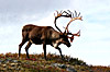 Denali National Park